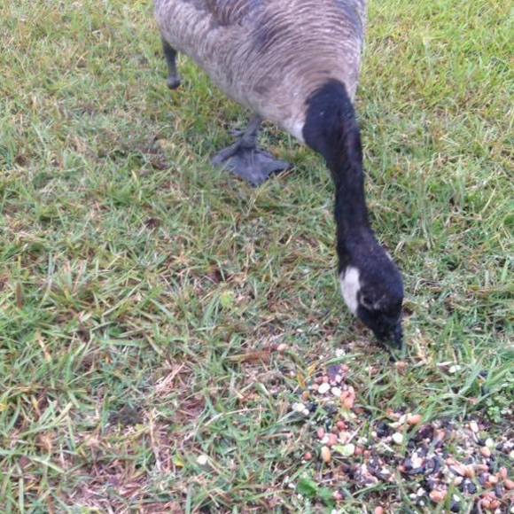 Meet your Posher, Roger - Picture 1 of 1